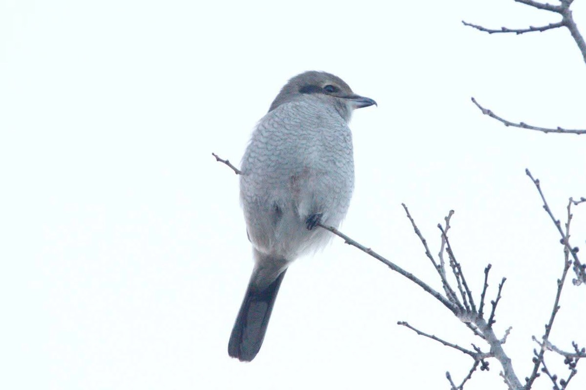 Alcaudón Boreal - ML645261714