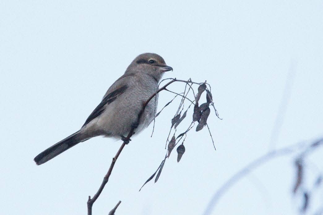 Alcaudón Boreal - ML645261715