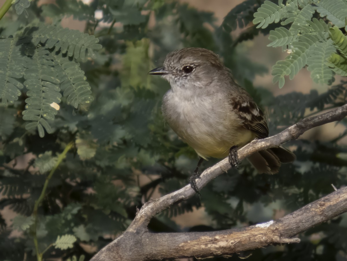 Northern Scrub-Flycatcher - ML645261717