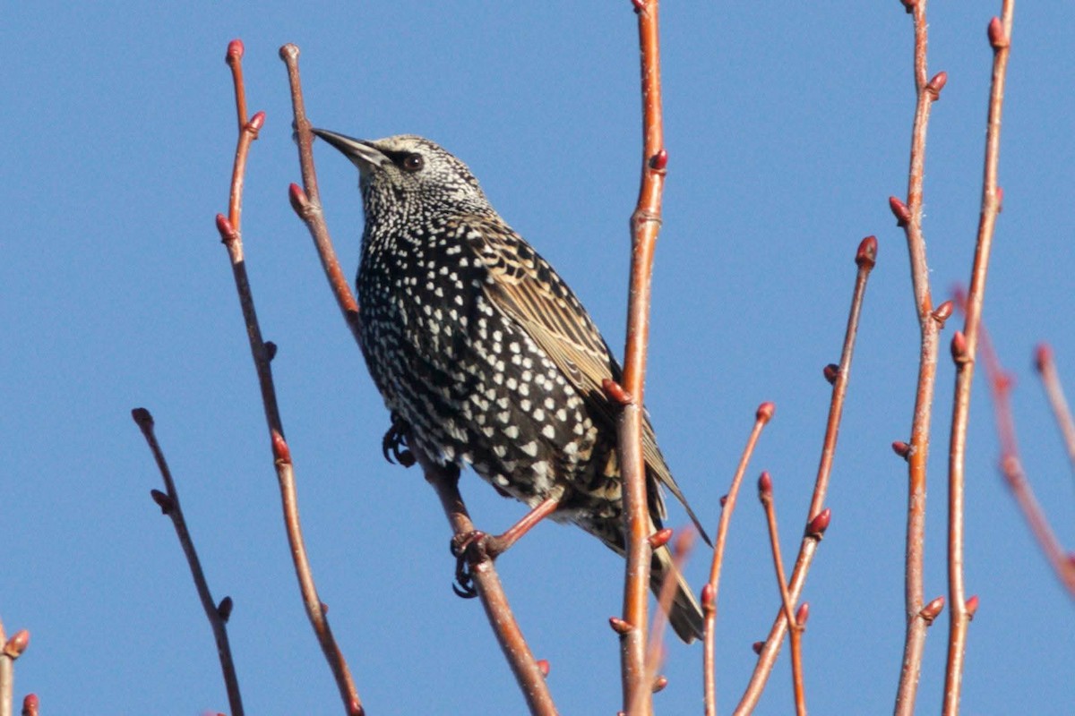 Estornino Pinto - ML645261724