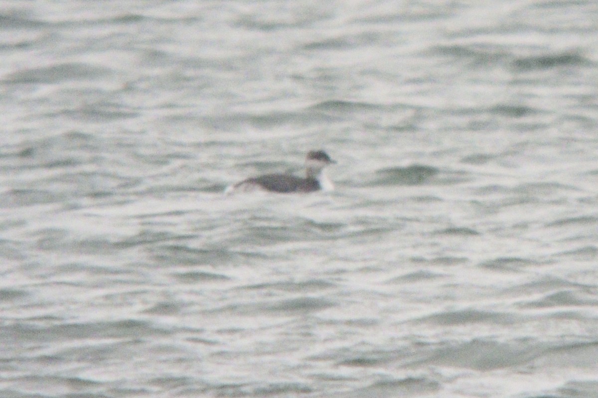 Horned Grebe - ML645261725