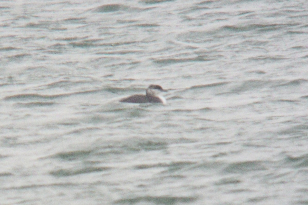 Horned Grebe - ML645261736