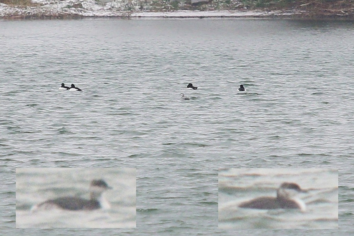 Horned Grebe - ML645261744