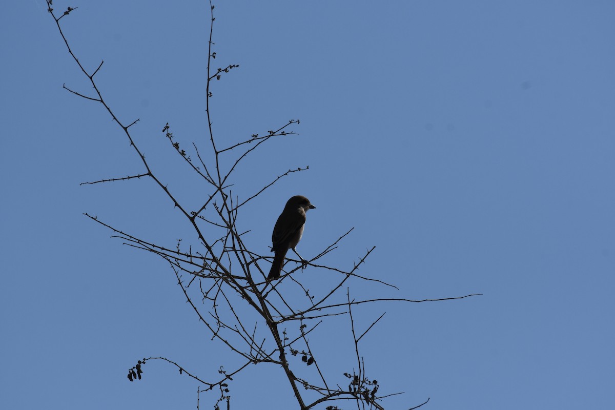 isabellavarsler - ML645261745