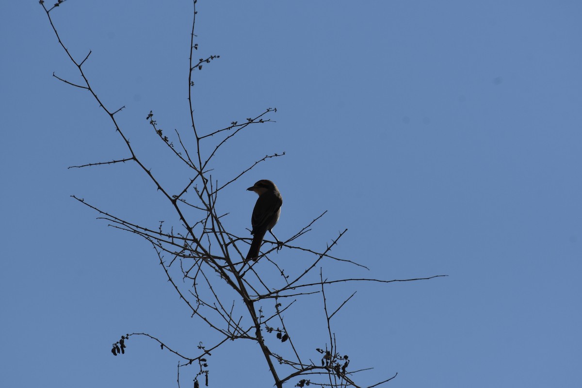 isabellavarsler - ML645261746