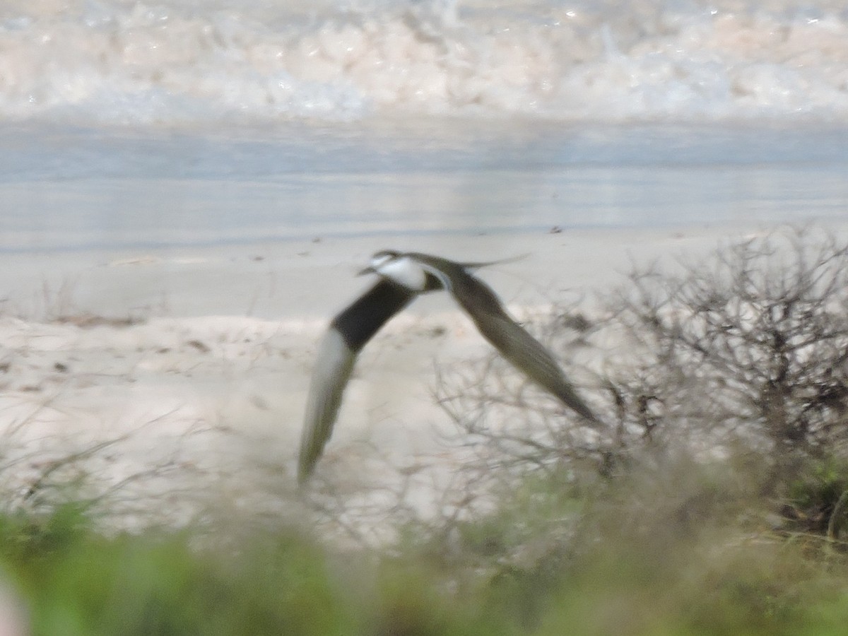 白眉燕鷗 - ML645261747