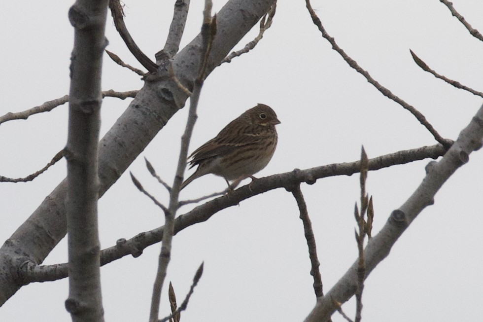 Vesper Sparrow - ML645261750