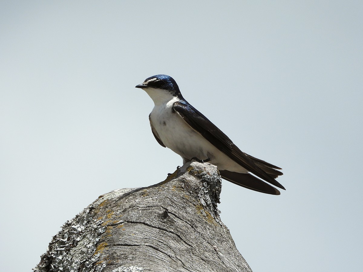 White-rumped Swallow - ML645261751