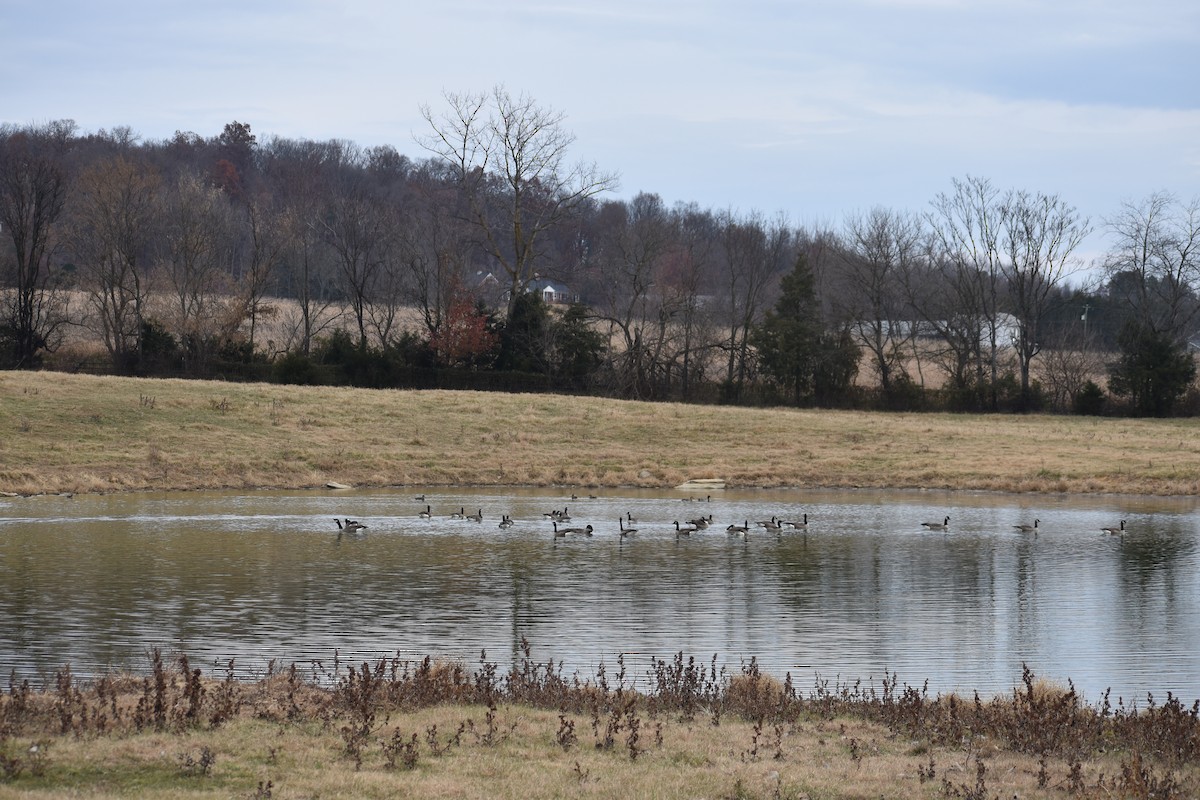 Canada Goose - ML645261763