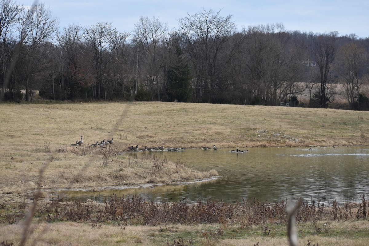 Canada Goose - ML645261764
