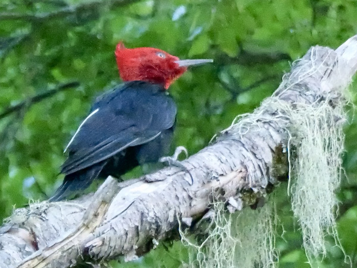 Magellanic Woodpecker - ML645261765