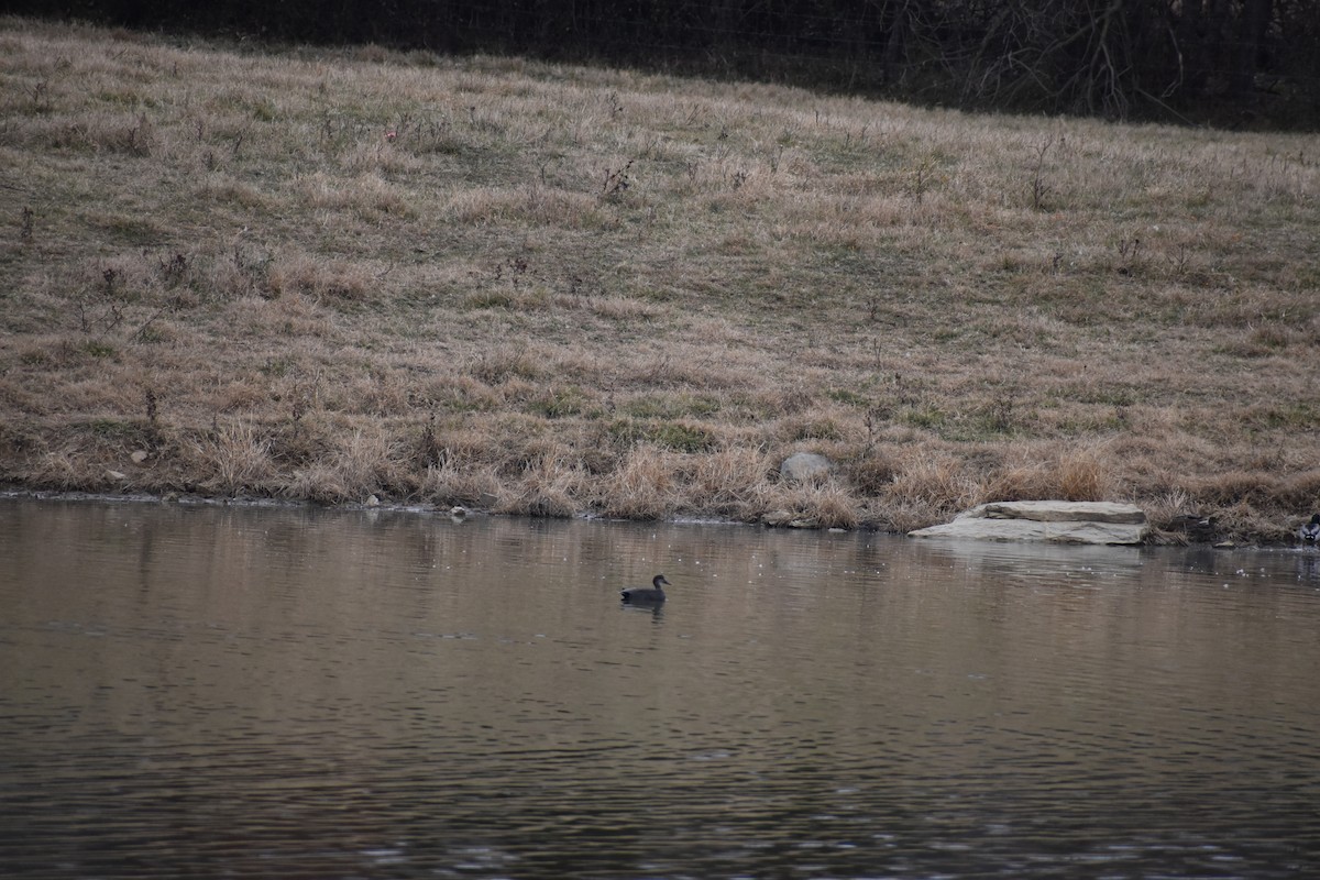 Gadwall - ML645261768