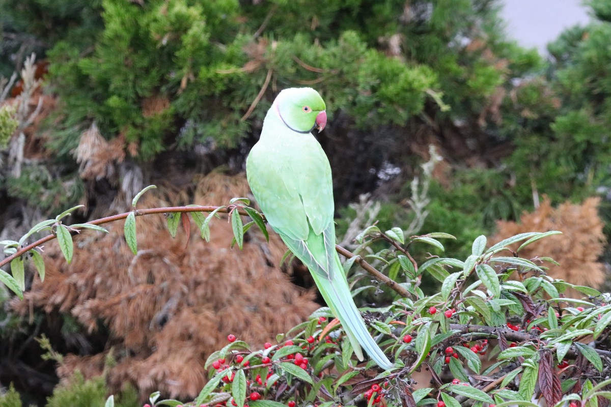 Rose-ringed Parakeet - ML645261770