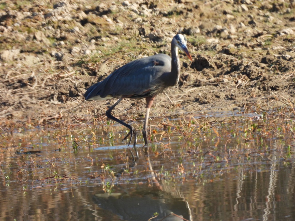 Great Blue Heron - ML645261771