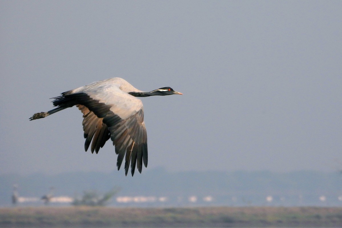 jeřáb panenský - ML645261773