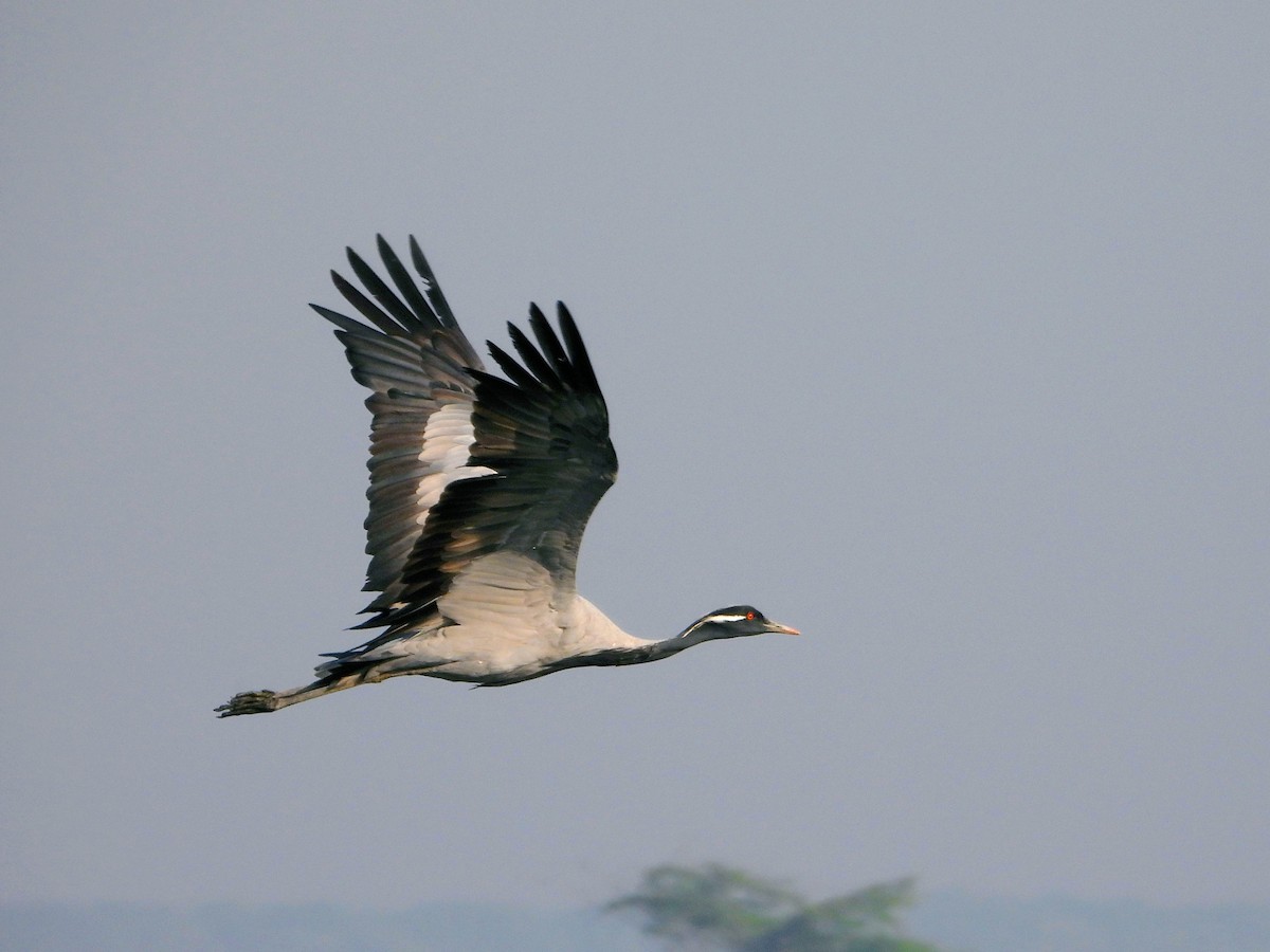 jeřáb panenský - ML645261774