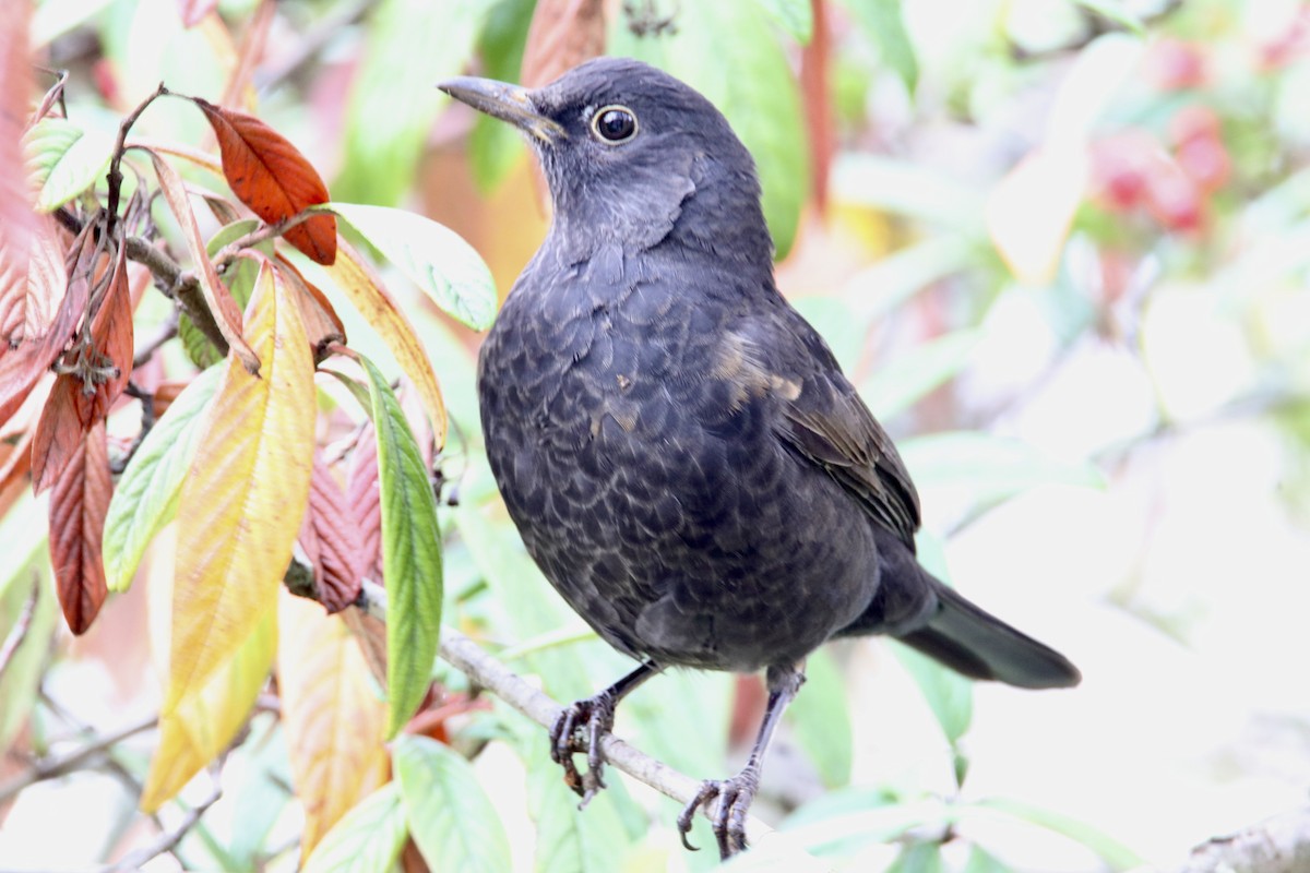 Eurasian Blackbird - ML645261778