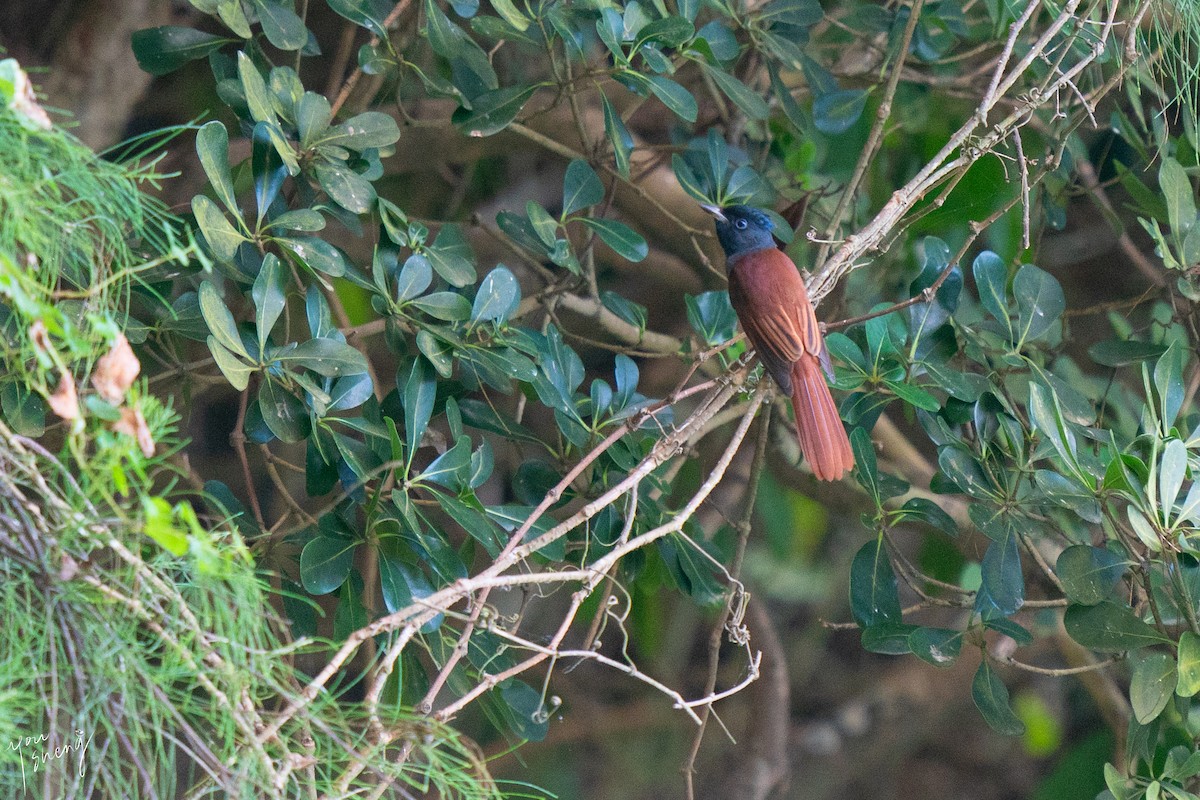 Amur Paradise-Flycatcher - ML645261780