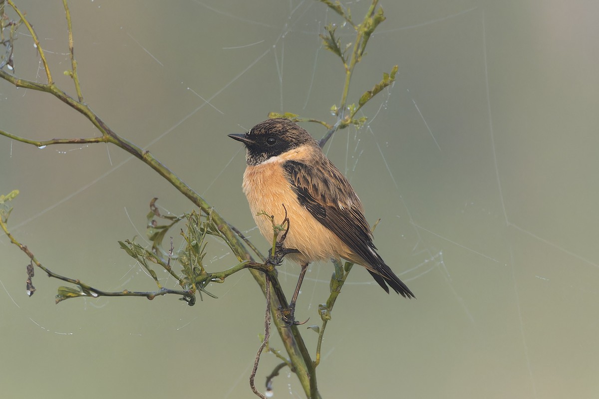 bramborníček sibiřský - ML645261784