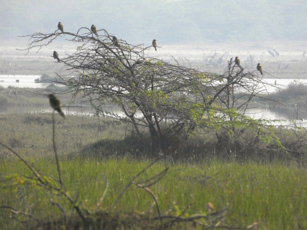 שרקרק ירוק - ML645261785
