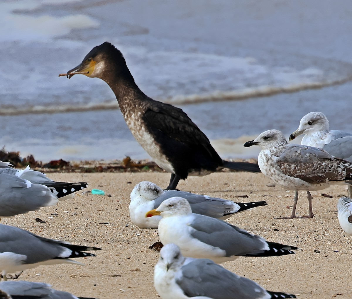 kormorán velký - ML645261788