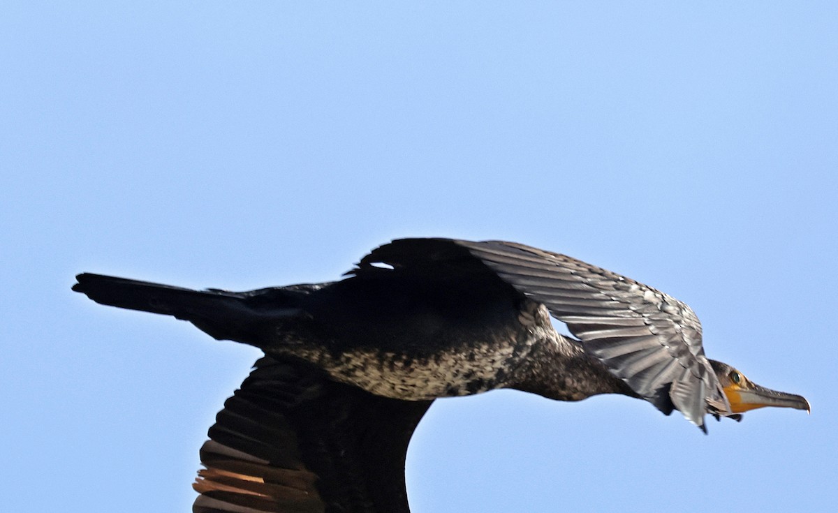 kormorán velký - ML645261789