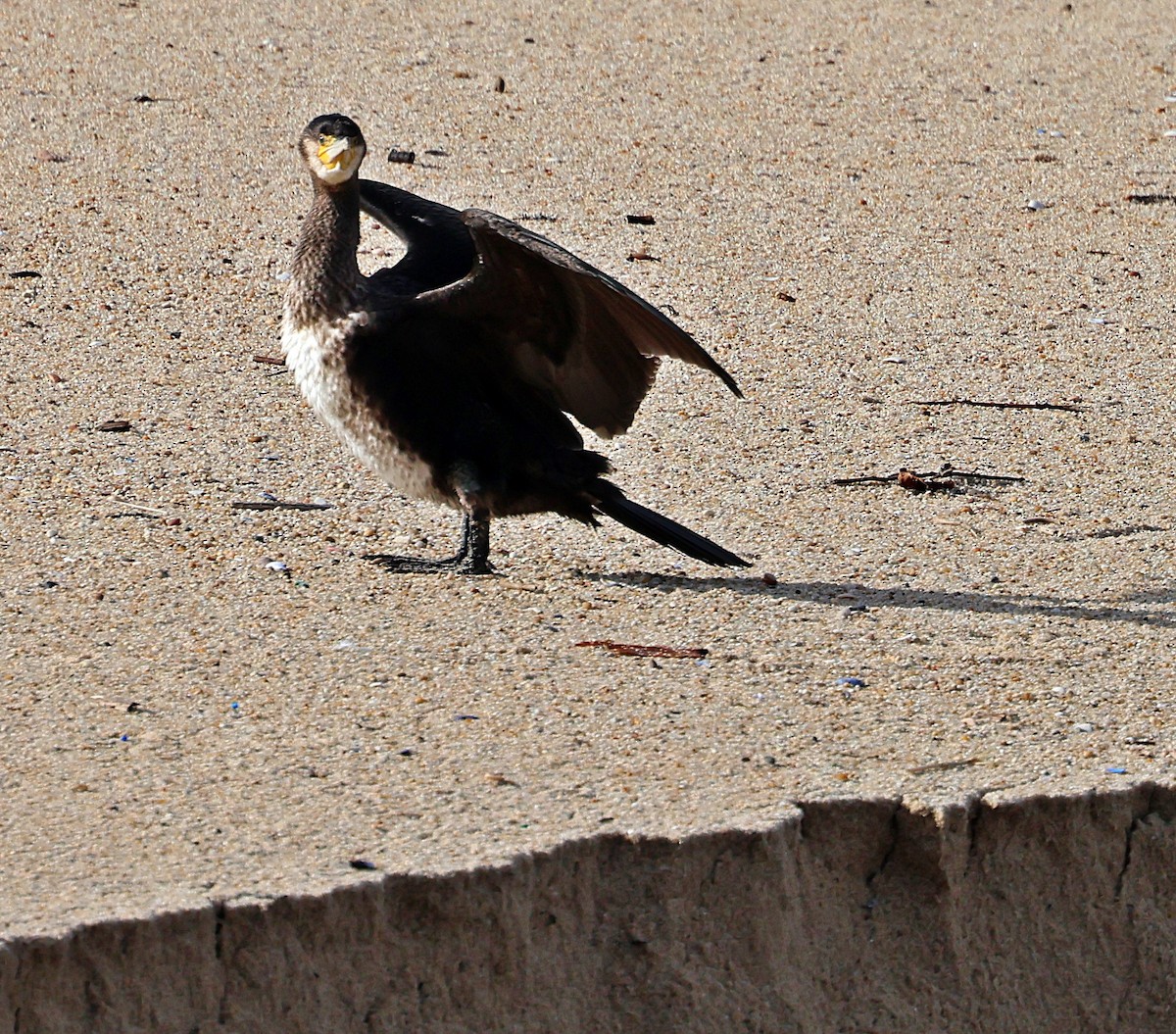 kormorán velký - ML645261790