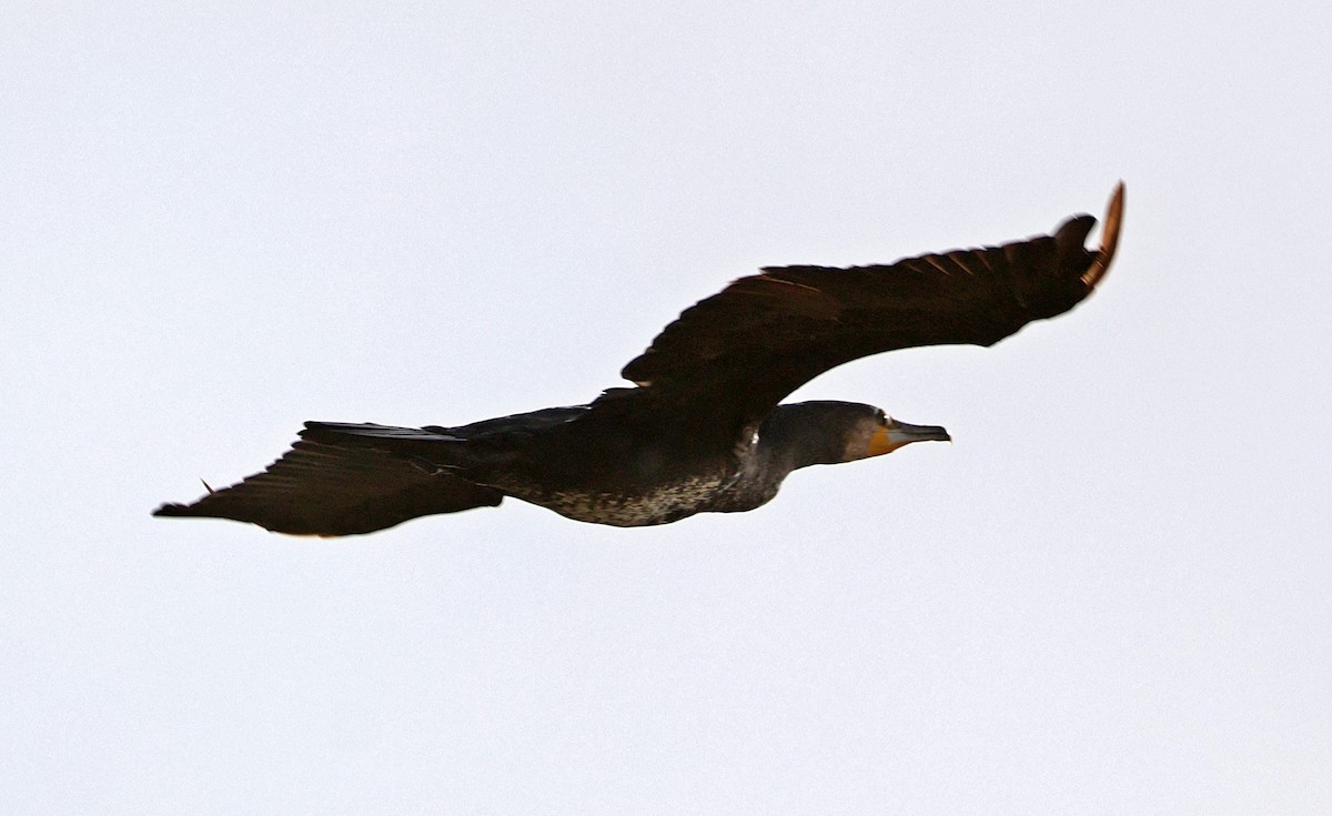 kormorán velký - ML645261791