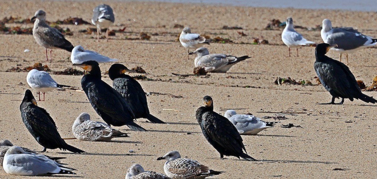 kormorán velký - ML645261792