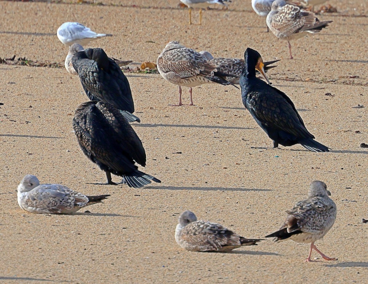 kormorán velký - ML645261793