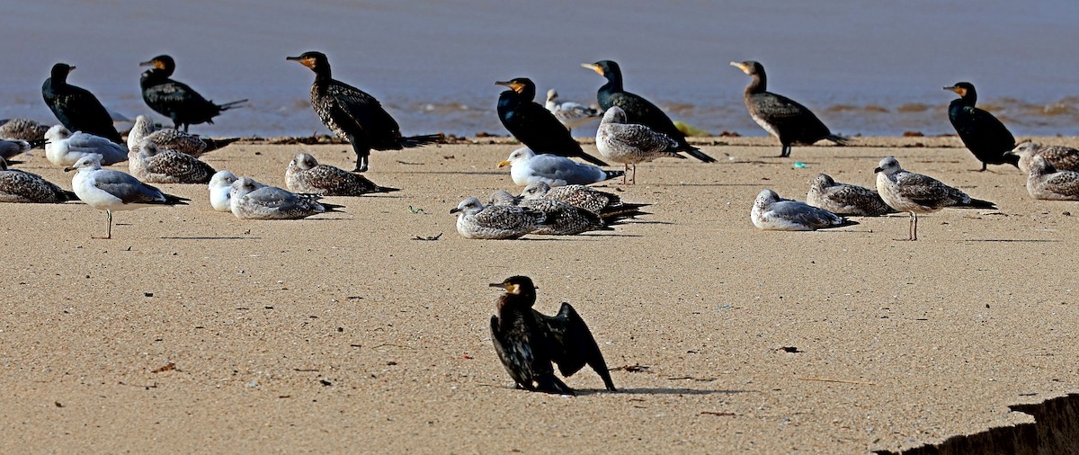 kormorán velký - ML645261794