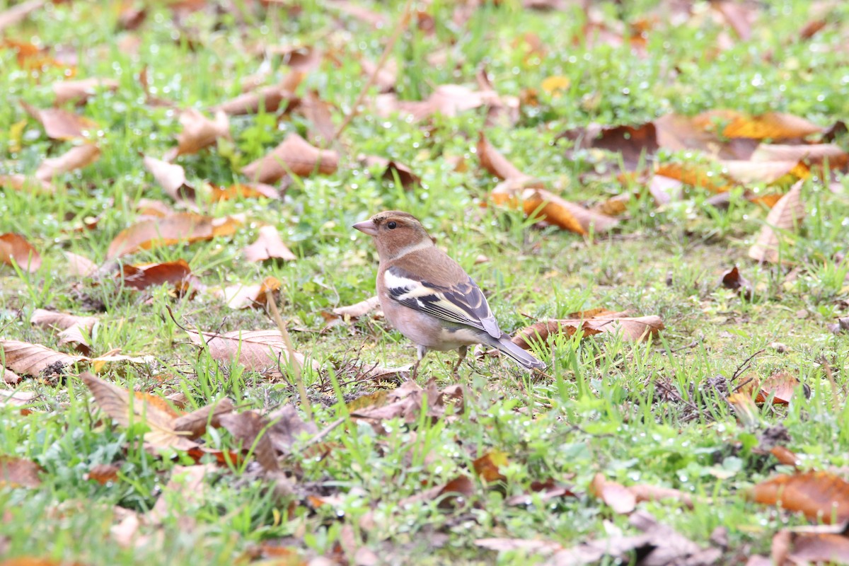 Common Chaffinch - ML645261795
