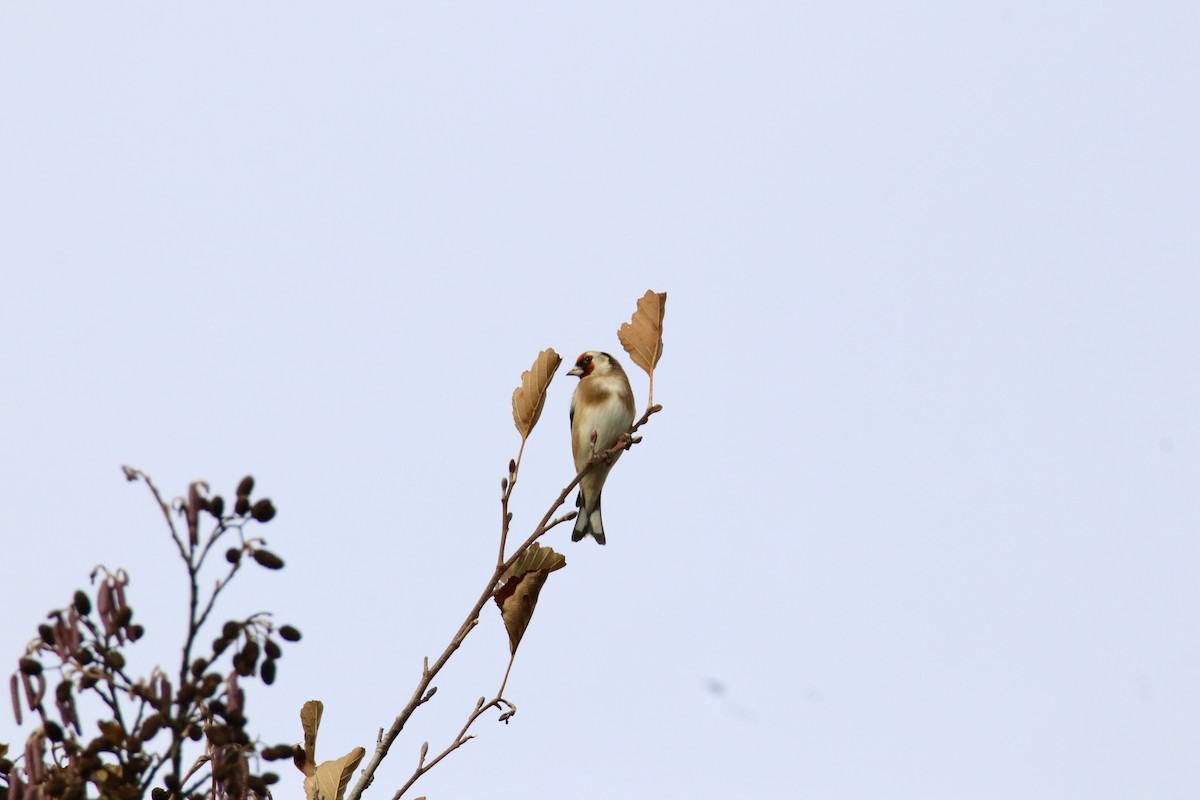 European Goldfinch - ML645261802