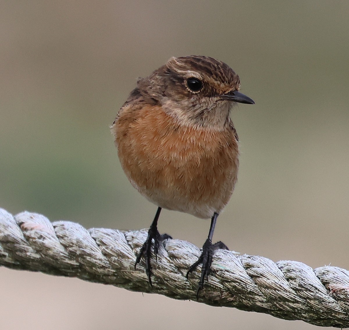 European Stonechat - ML645261803