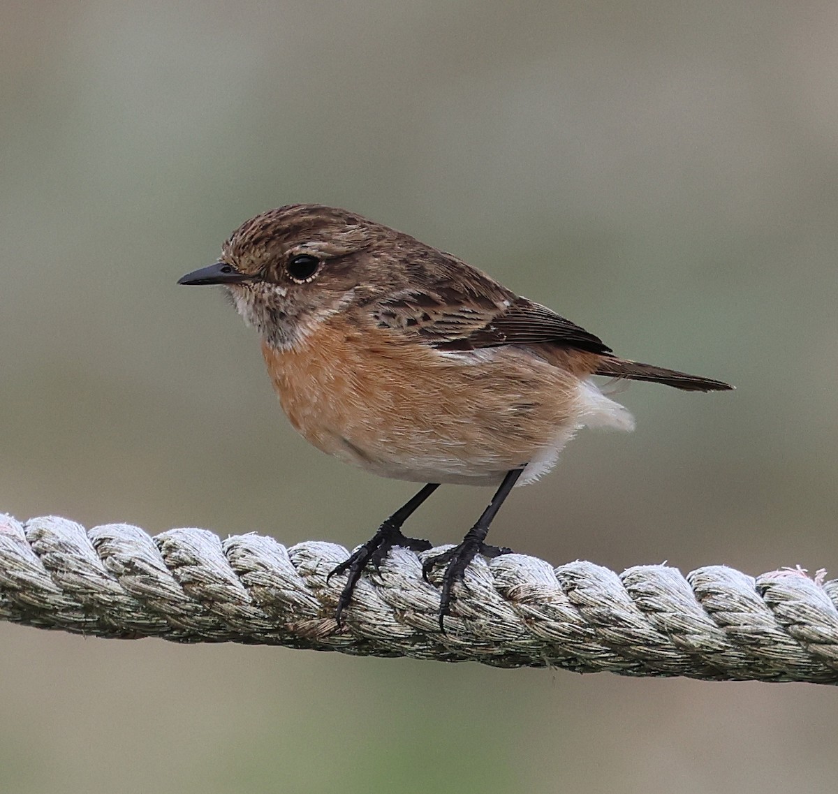 European Stonechat - ML645261804