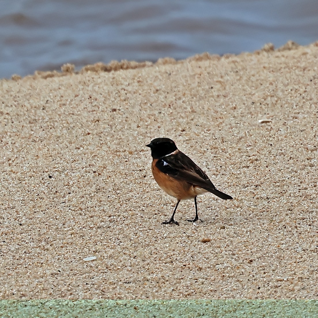 European Stonechat - ML645261806