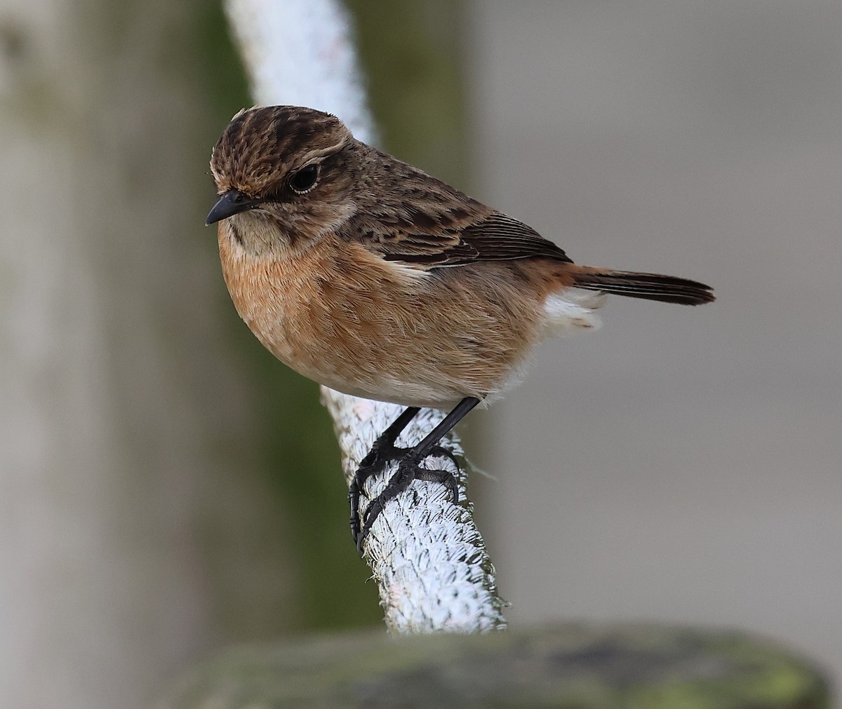 European Stonechat - ML645261807