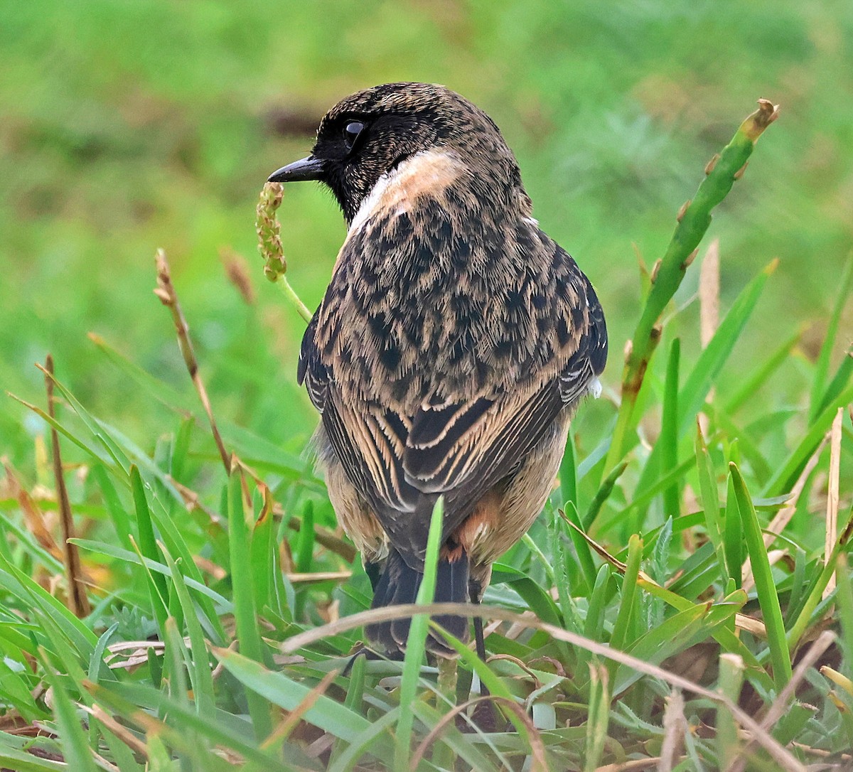 European Stonechat - ML645261808