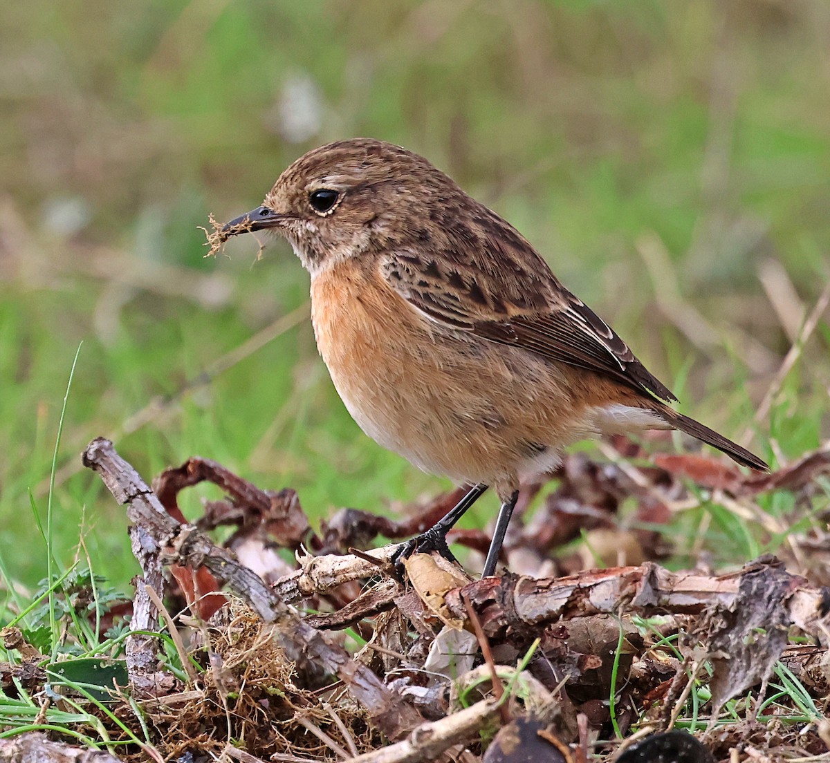 European Stonechat - ML645261809