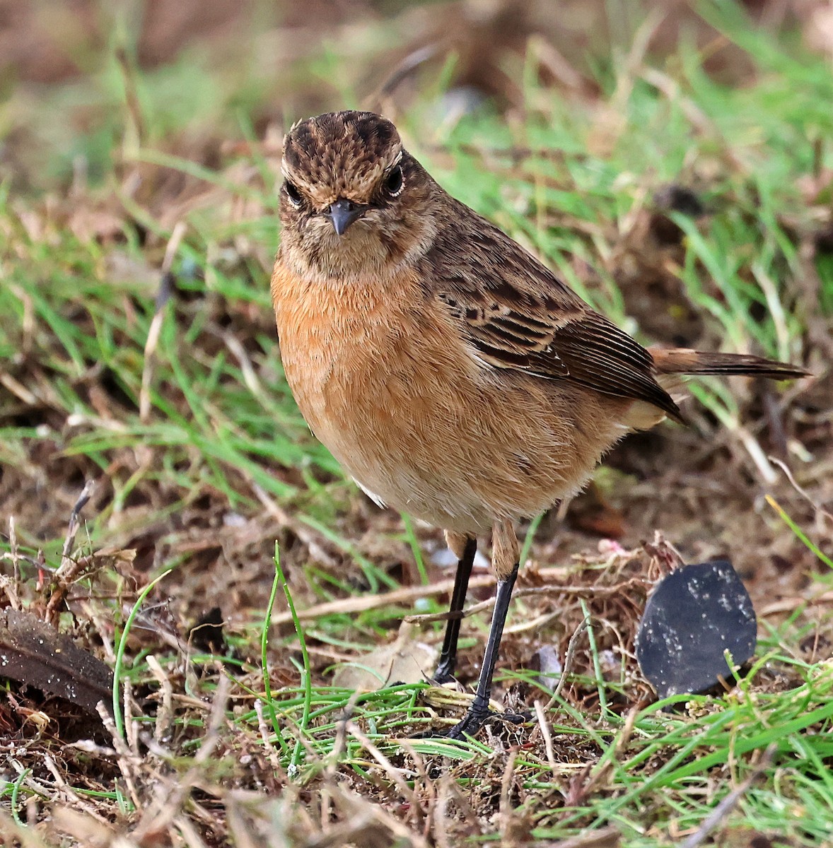 European Stonechat - ML645261810