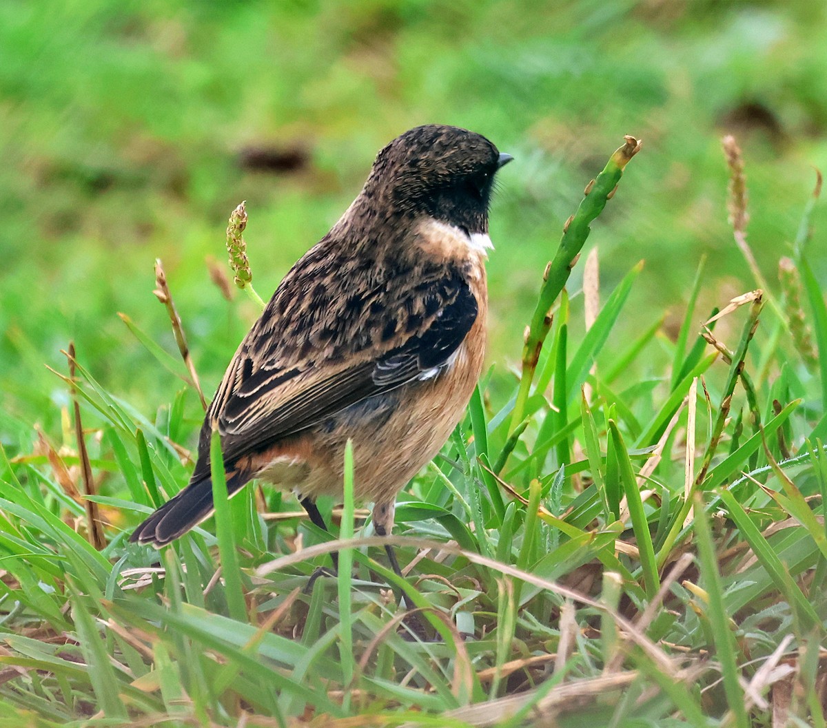 European Stonechat - ML645261811