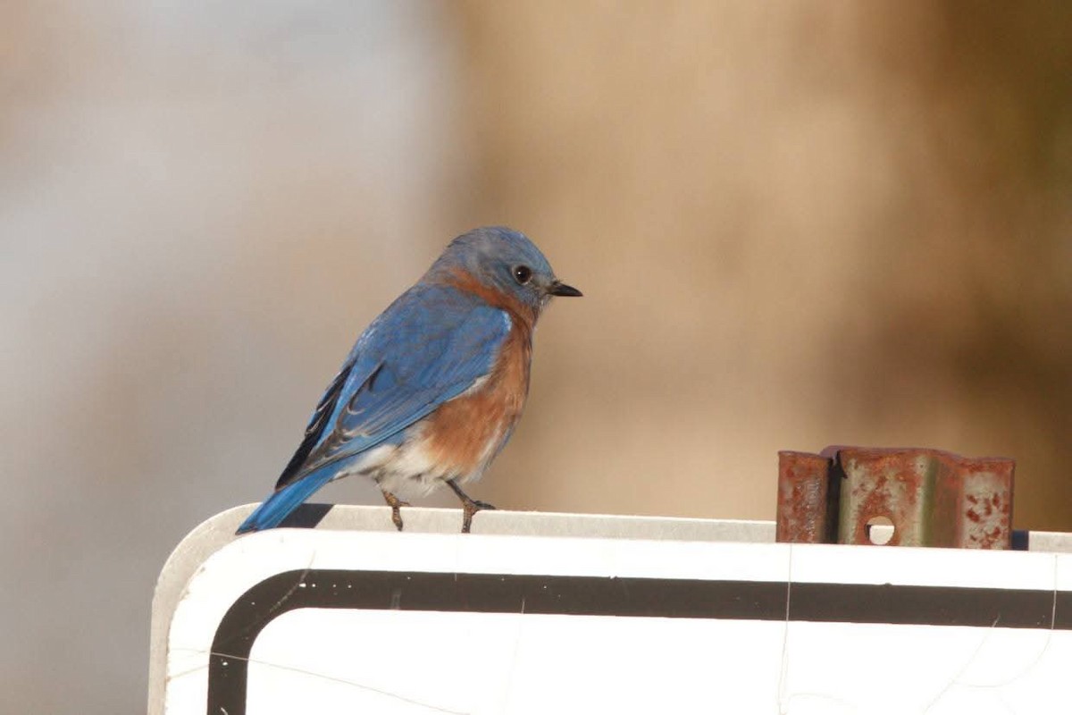 Azulejo Oriental - ML645261817