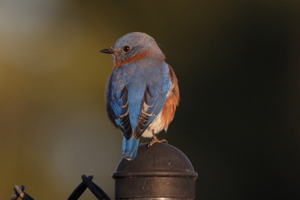 Azulejo Oriental - ML645261818