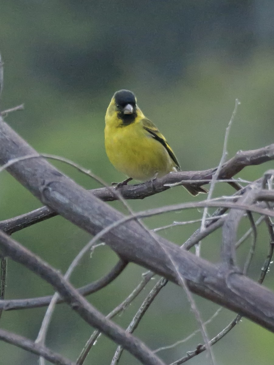 čížek vousatý - ML645261820