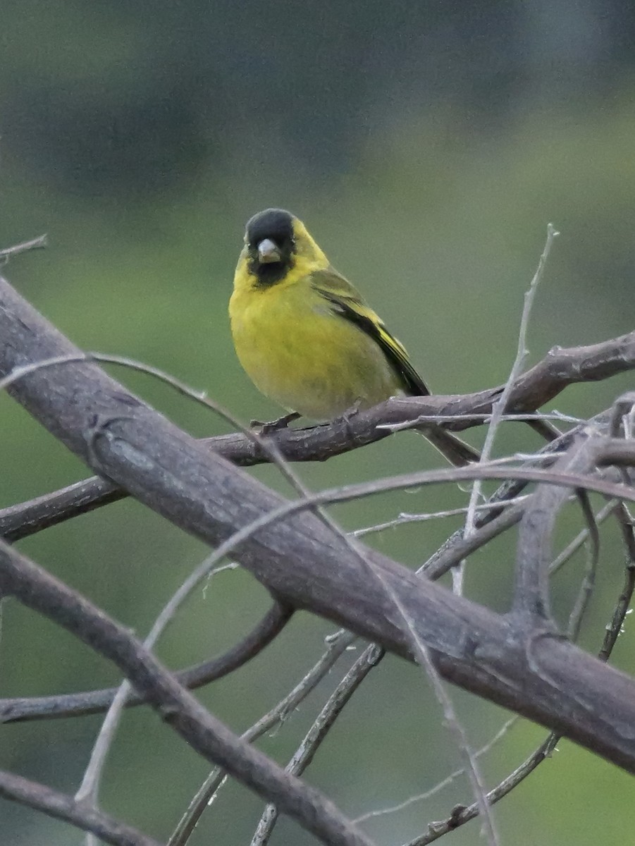 čížek vousatý - ML645261821