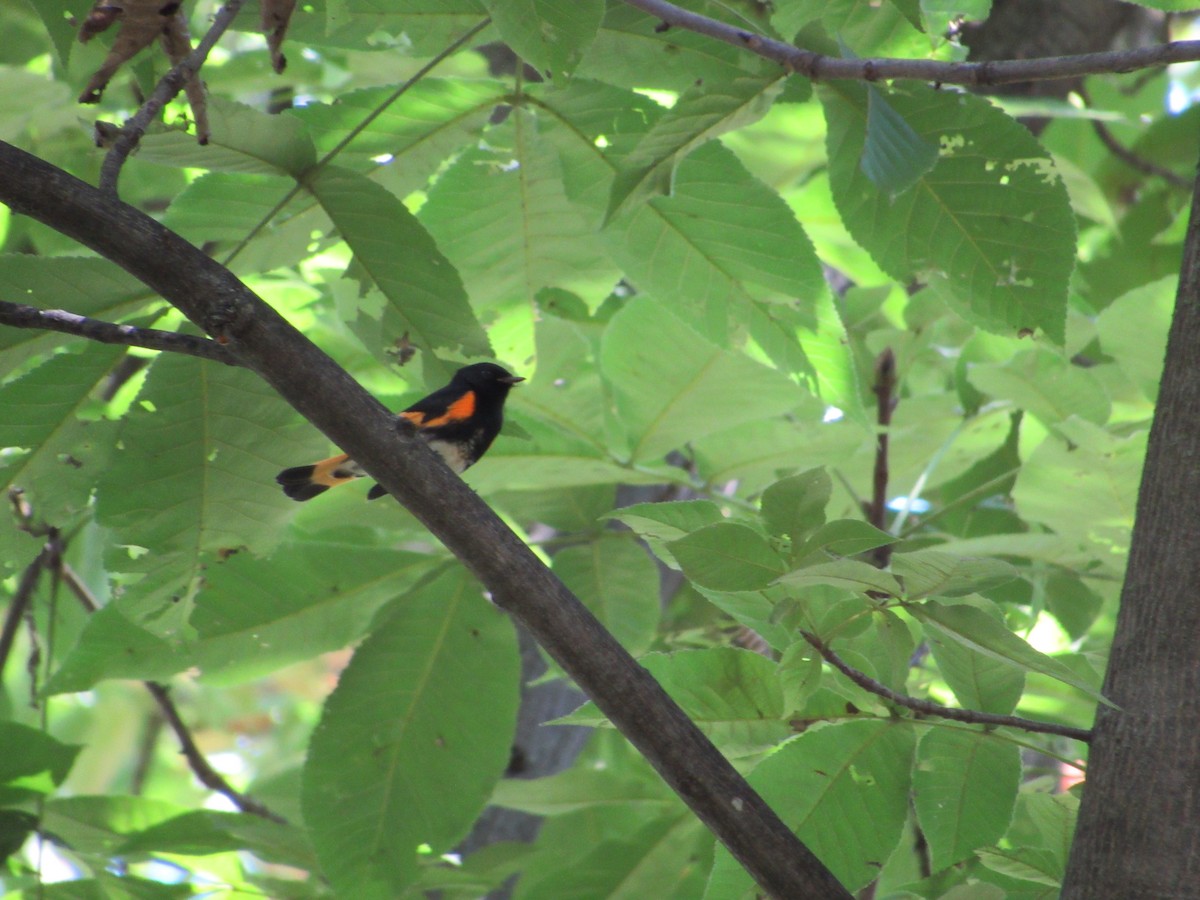 American Redstart - ML645261823
