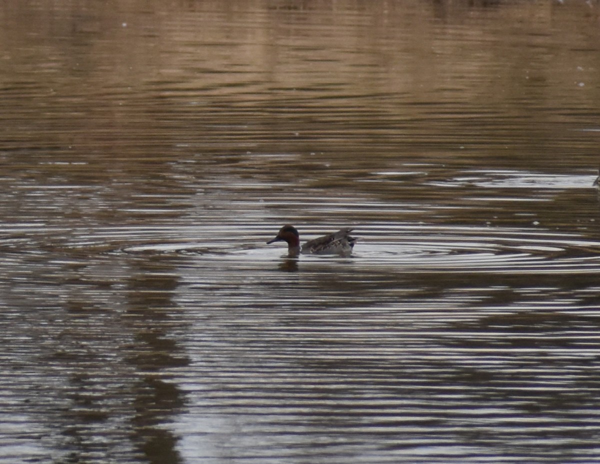 Green-winged Teal - ML645261830