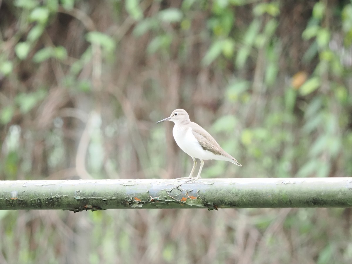 イソシギ - ML645261836