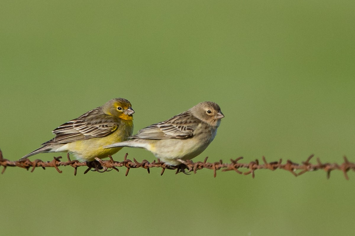 Короткоклювый зерноед - ML645261840