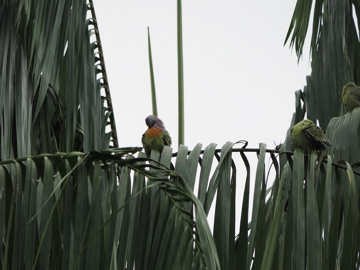 コアオバト - ML645261855